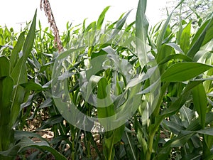 MaizeÃÂ & x28;/meÃÂªz/ÃÂ MAYZ;ÃÂ Zea Mays; Young Stalks photo